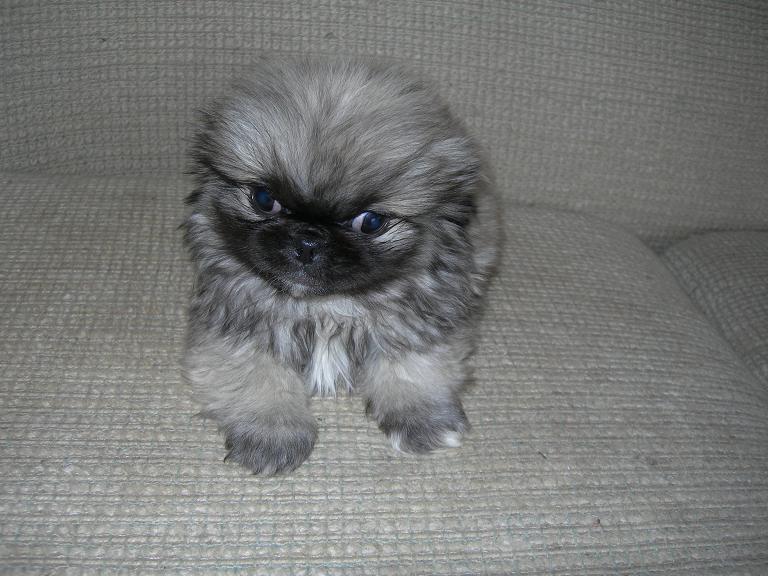 Harley the Pekingese Puppy Previously For Sale