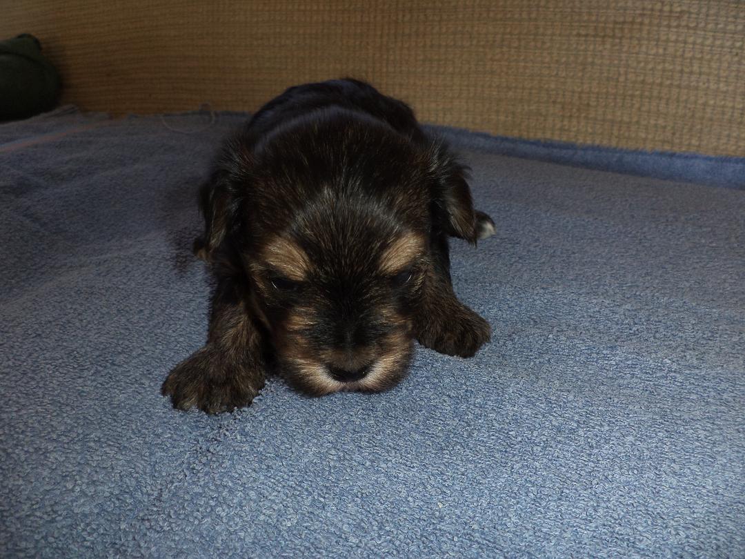 Puppies for Sale We Serve Kansas, Nebraska, Iowa & Missouri